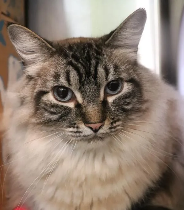 An adult large-sized male Ragdoll cat named Cosmo for adoption in Sioux City, IA