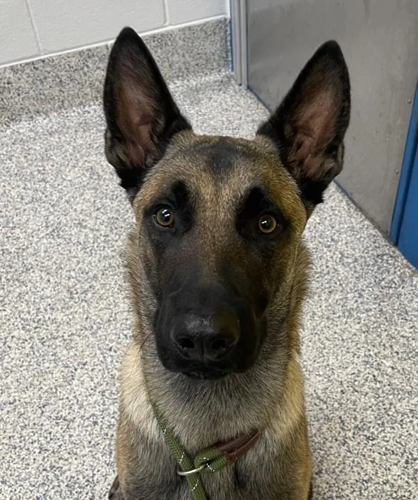 A young large-sized male Belgian Shepherd / Malinois dog named Indiana Bones for adoption in Golden, CO