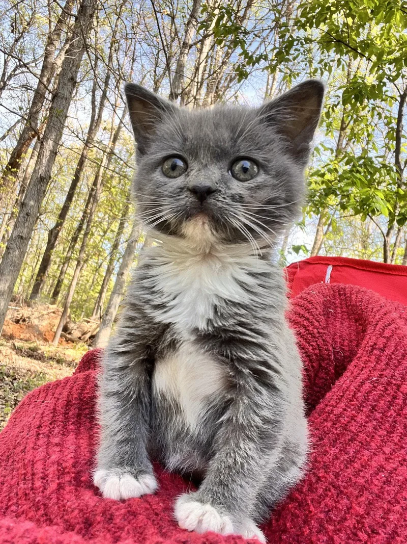 A baby medium-sized female Gray / Blue / Silver Domestic Short Hair cat named Mushroom for adoption in Forest, VA