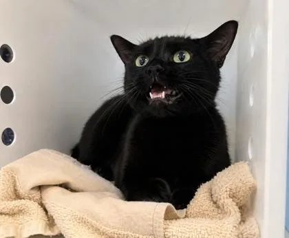 An adult medium-sized female Domestic Short Hair cat named Mavis for adoption in Daytona Beach, FL
