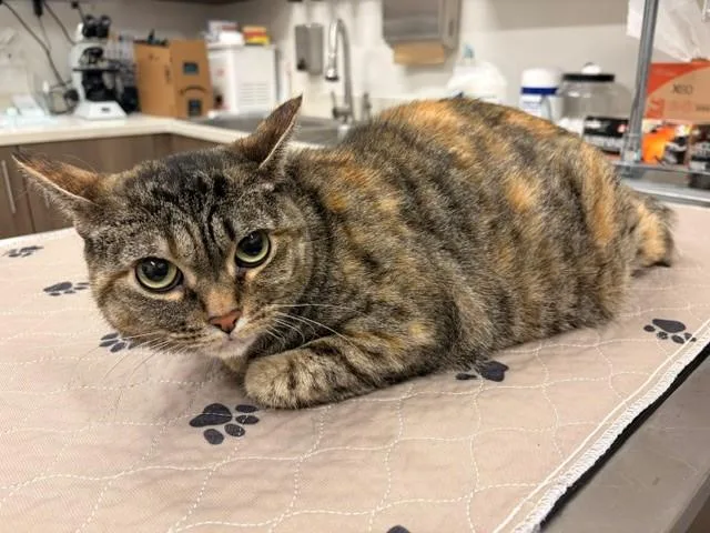 A young medium-sized female Domestic Short Hair cat named Sunny for adoption in Baytown, TX