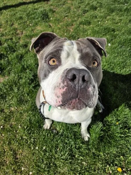 An adult extra large-sized male American Bulldog dog named Ace for adoption in Pocatello, ID