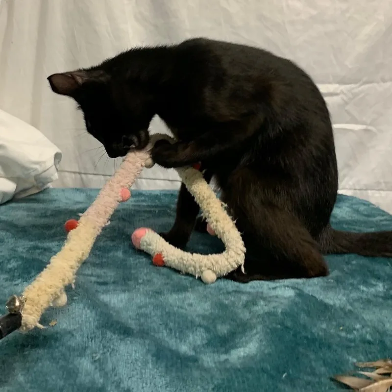 Onyx Star thumbnail 2