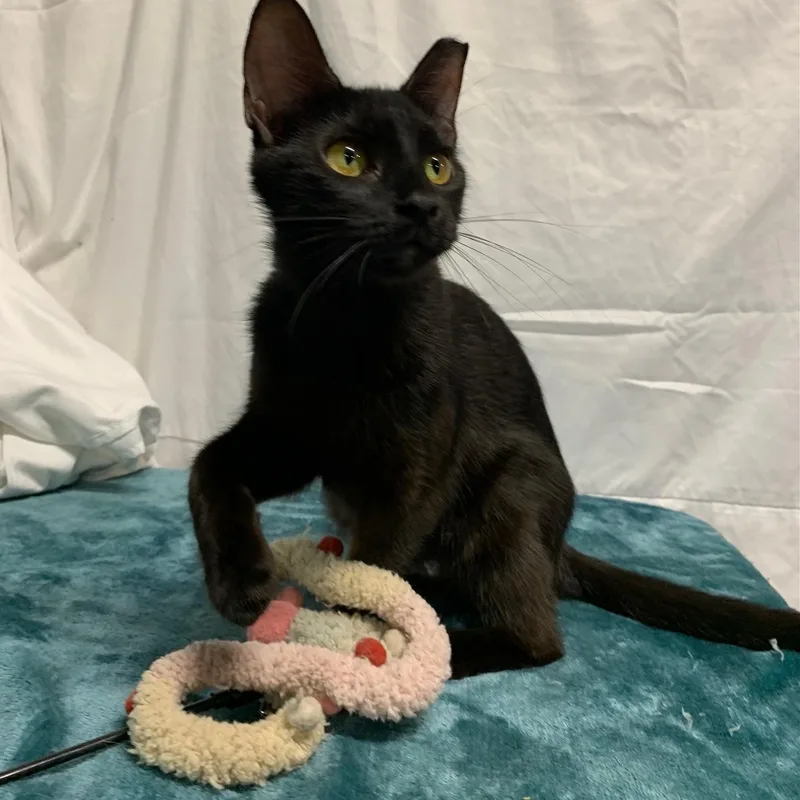 Onyx Star thumbnail 3