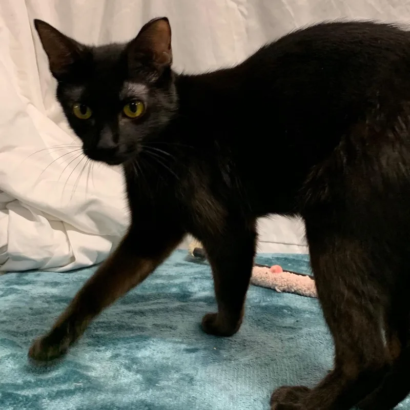 Onyx Star thumbnail 4