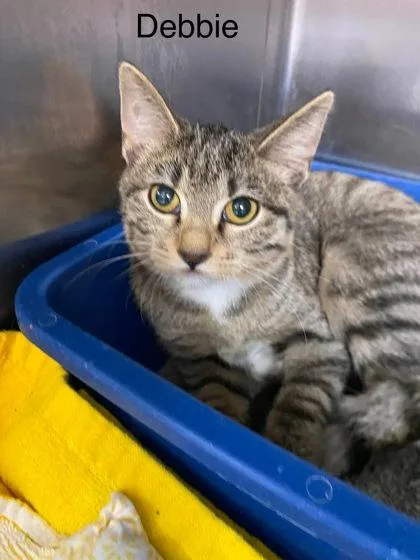 A baby small-sized female Domestic Short Hair cat named Debbie for adoption in Hobart, IN