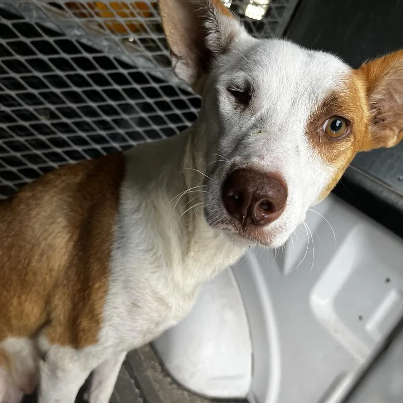 Veronica thumbnail 2