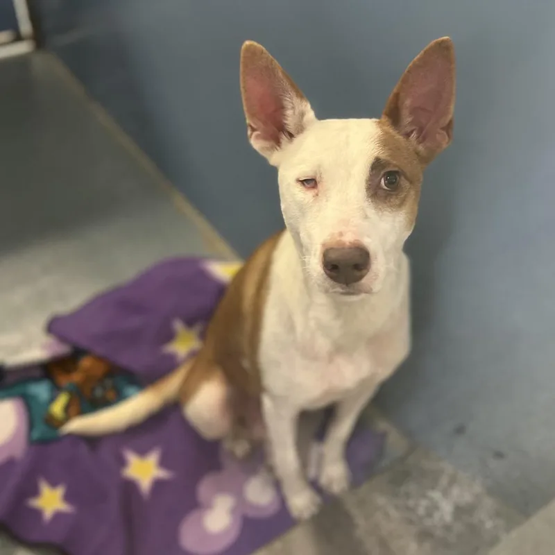 Veronica thumbnail 3