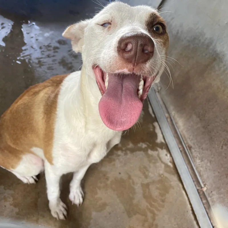 Veronica thumbnail 4