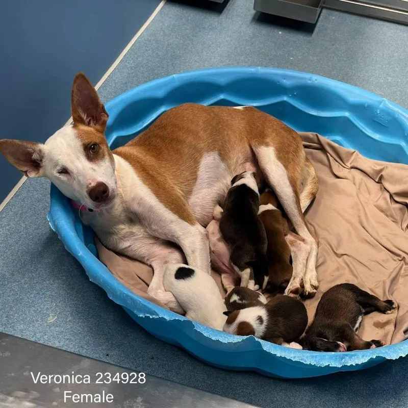 Veronica thumbnail 5