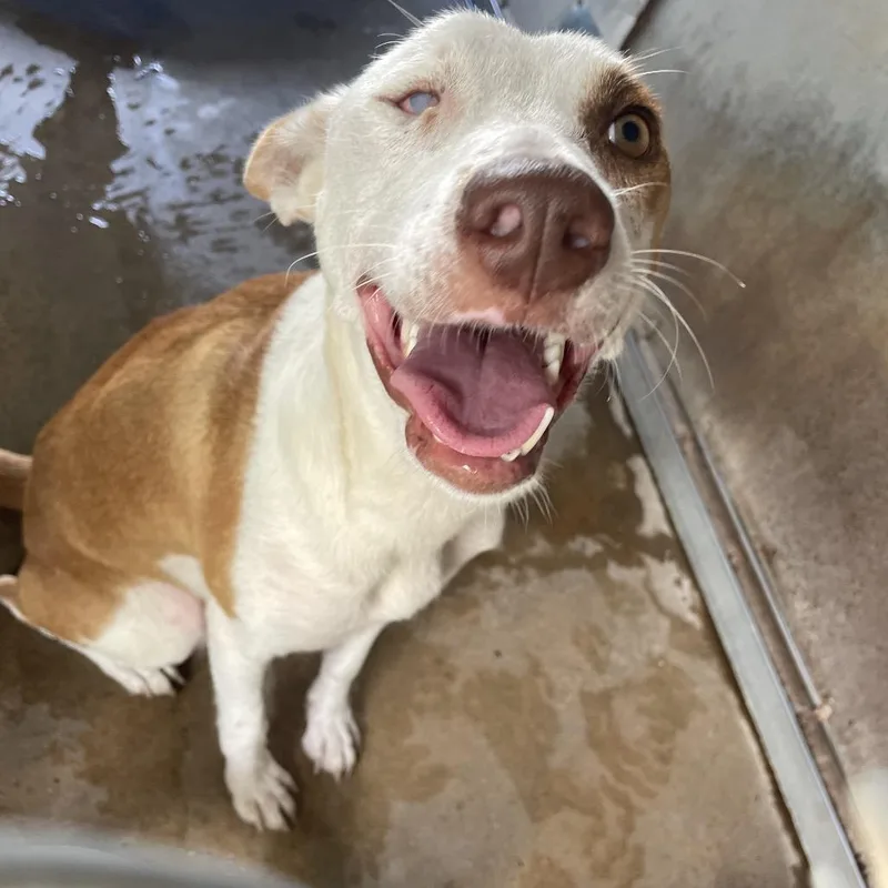 Veronica thumbnail 6