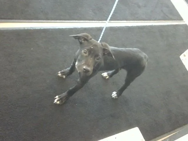 A baby small-sized male Labrador Retriever dog named Hanson for adoption in Toledo, OH