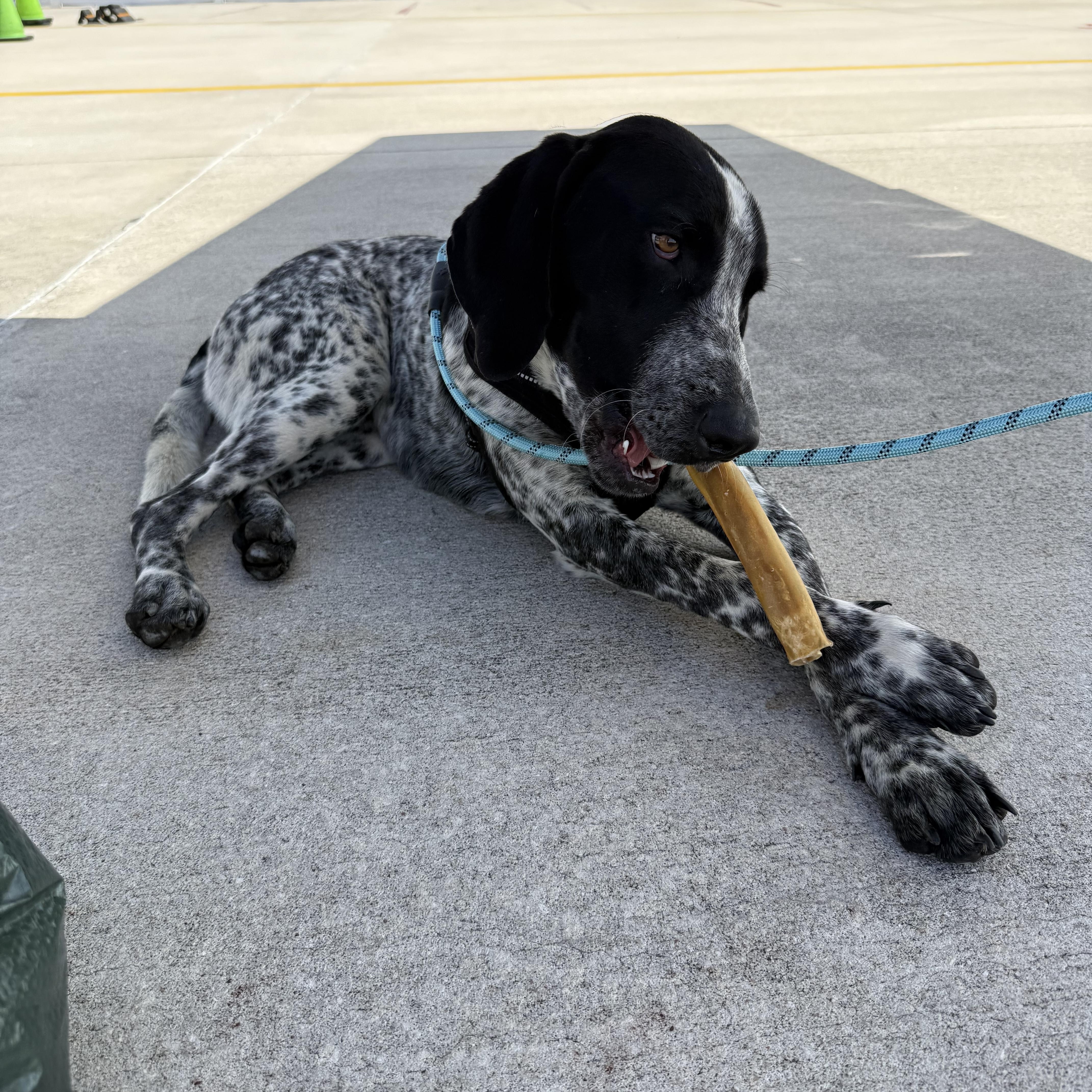 A young large-sized male Black German Shorthaired Pointer dog named Jimmy for adoption in Palm Bay, FL