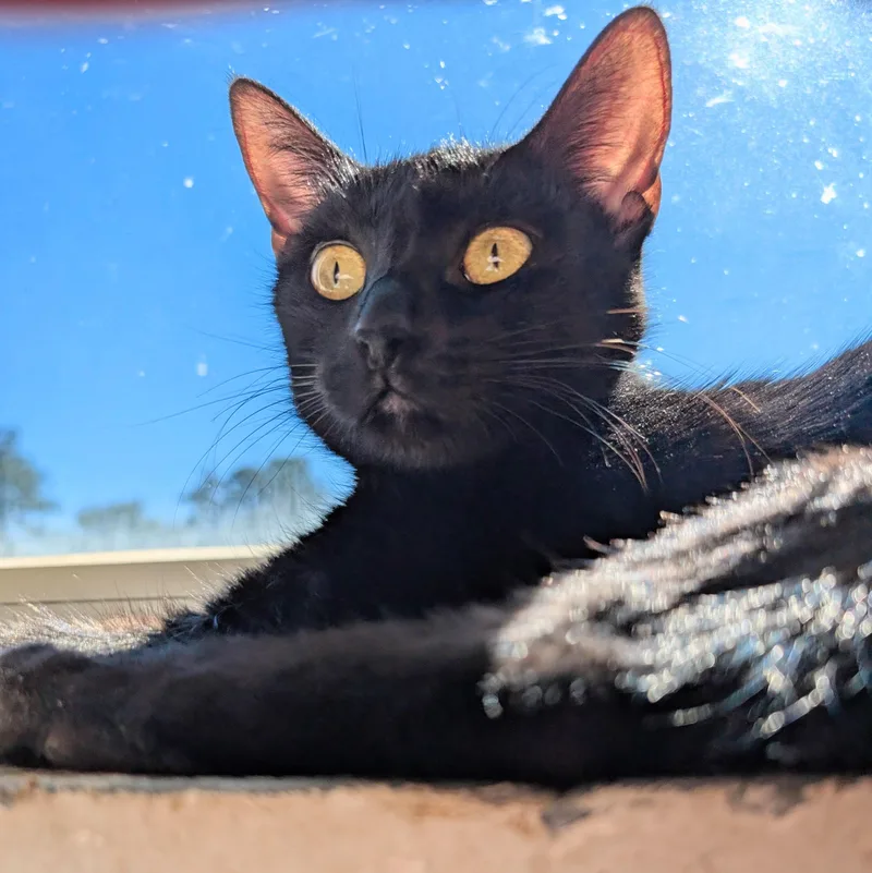 Ruby @ Fat Cat thumbnail 2