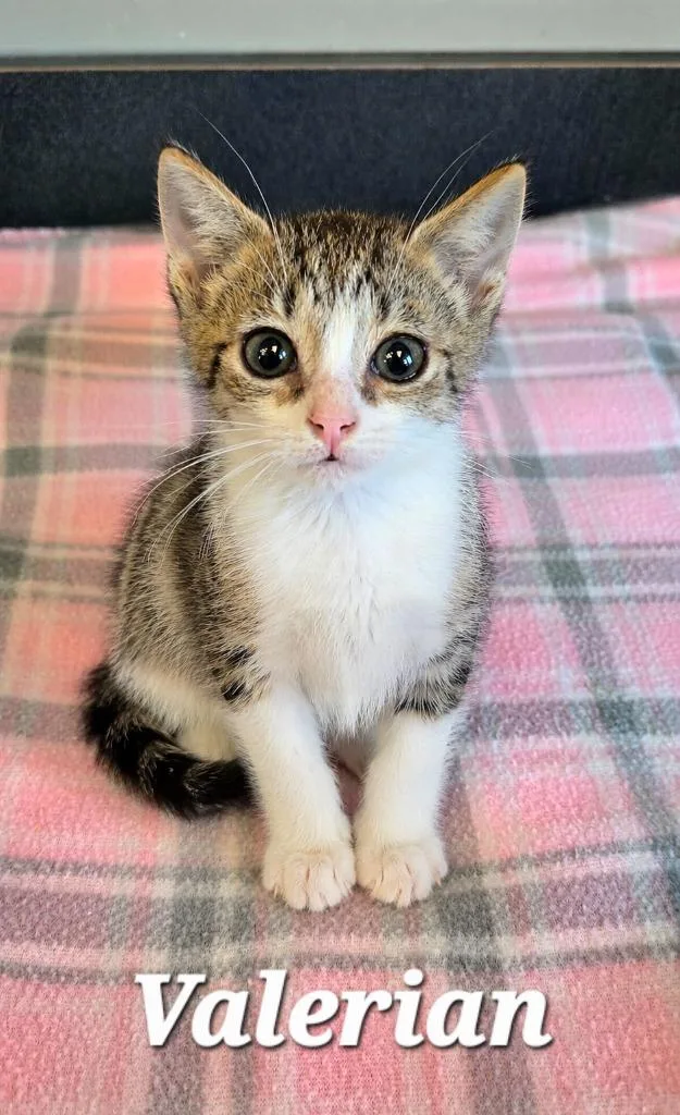 A baby small-sized male Domestic Short Hair cat named Valerian for adoption in Sidney, OH