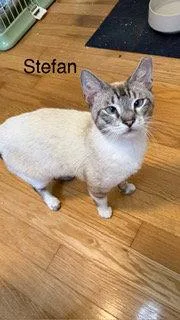 A young medium-sized male Siamese cat named Stefan for adoption in Oakland Park, FL