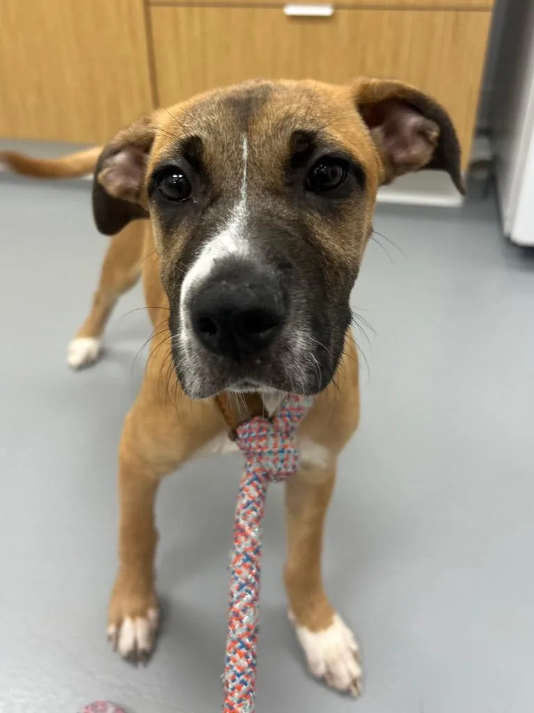 A baby medium-sized female Shepherd dog named Rihanna for adoption in Hartsville, SC