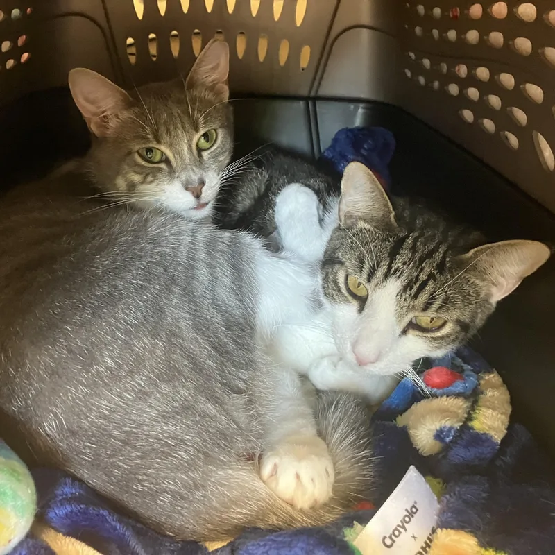 An adult medium-sized male Domestic Short Hair cat named Icey & Dunker for adoption in Eatontown, NJ