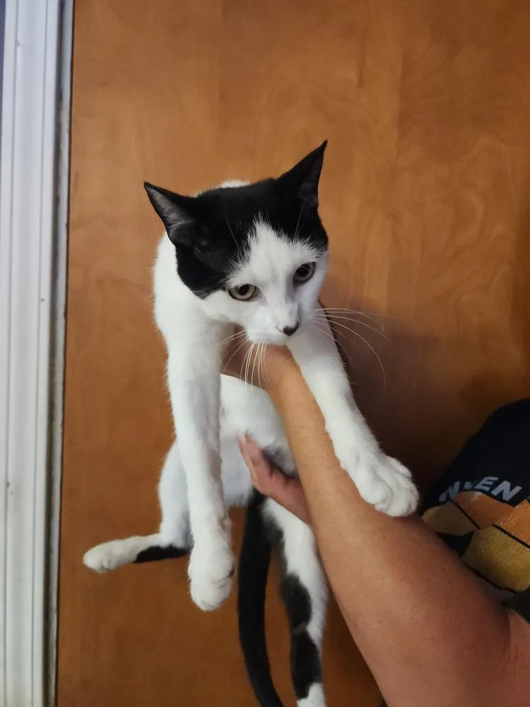 An adult medium-sized female Black & White / Tuxedo Domestic Short Hair cat named Lady Moo for adoption in Evansville, IN