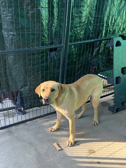 A young large-sized male Labrador Retriever dog named Dempsey for adoption in Chester, SC