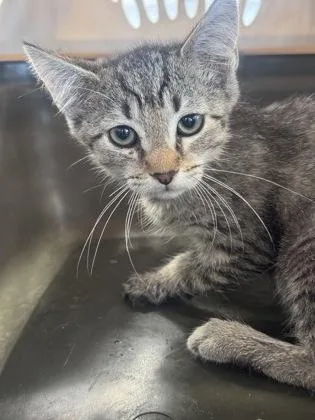 A baby small-sized female Domestic Short Hair cat named Taki for adoption in West Chester, PA