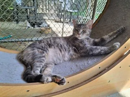 An adult medium-sized female Domestic Short Hair cat named Cheese Louise for adoption in Batavia, OH