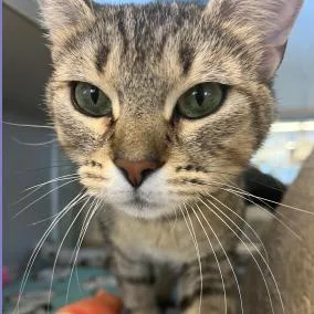 An adult small-sized female Brown / Chocolate Domestic Short Hair cat named Daya for adoption in Cedar Rapids, IA