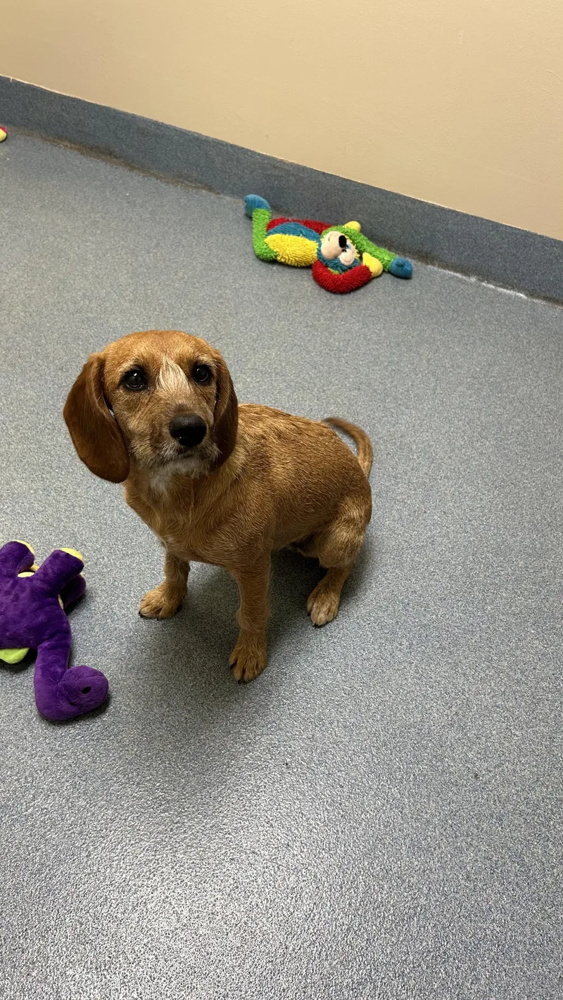 A young medium-sized female Terrier dog named Belle for adoption in Suffolk, VA