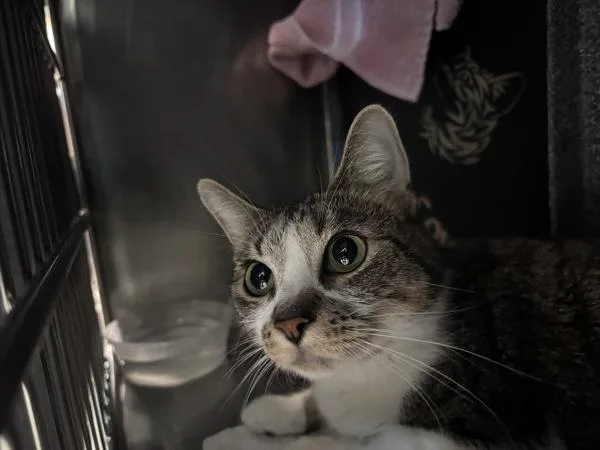 A young medium-sized female Domestic Short Hair cat named Prika for adoption in New York, NY
