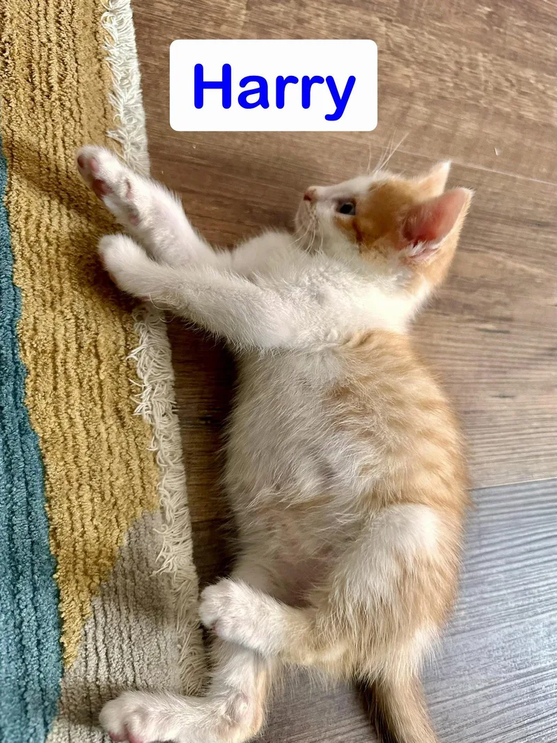 A baby medium-sized male Orange & White Domestic Short Hair cat named Harry for adoption in Reston, VA