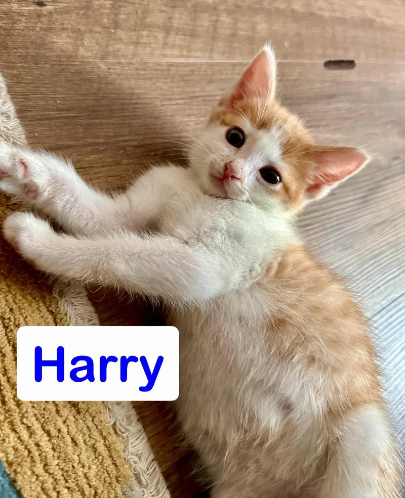 Harry thumbnail 2