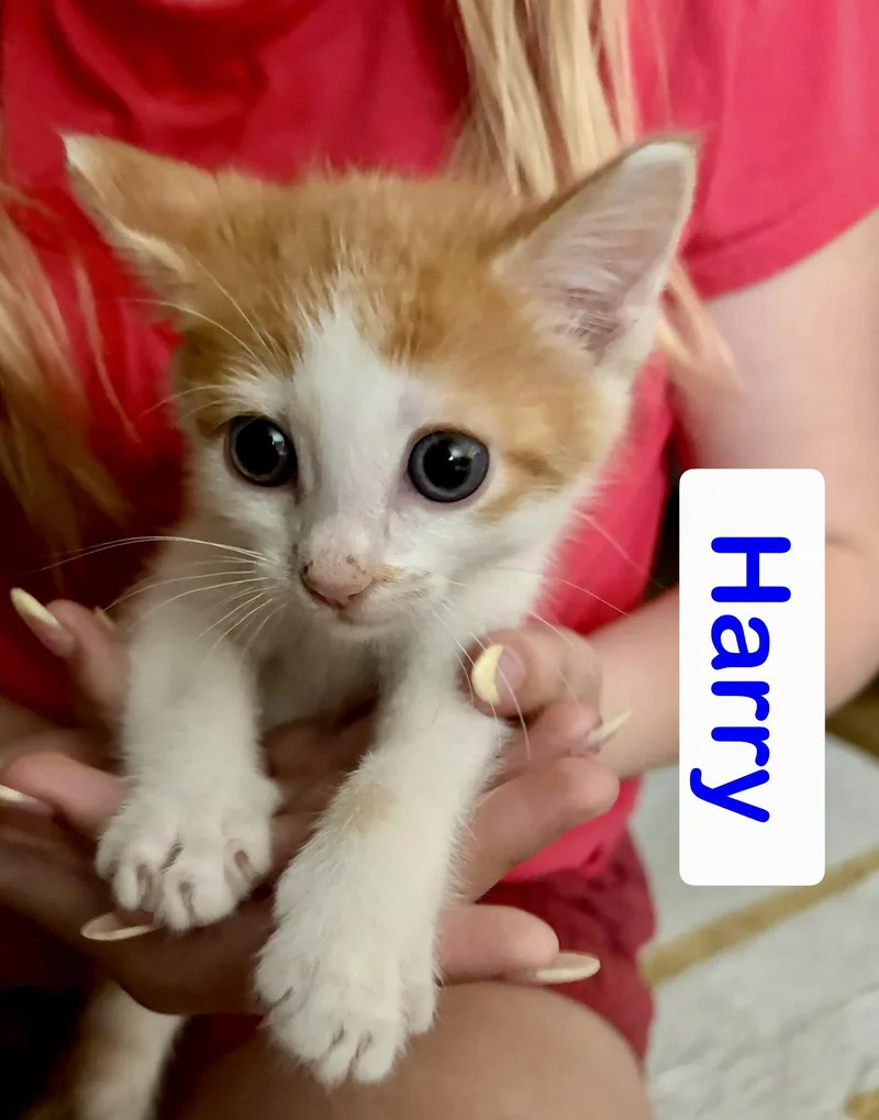 Harry thumbnail 3