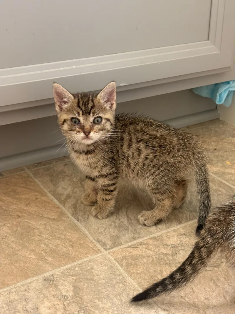 A baby small-sized female Domestic Short Hair cat named Thing for adoption in Tracy, CA
