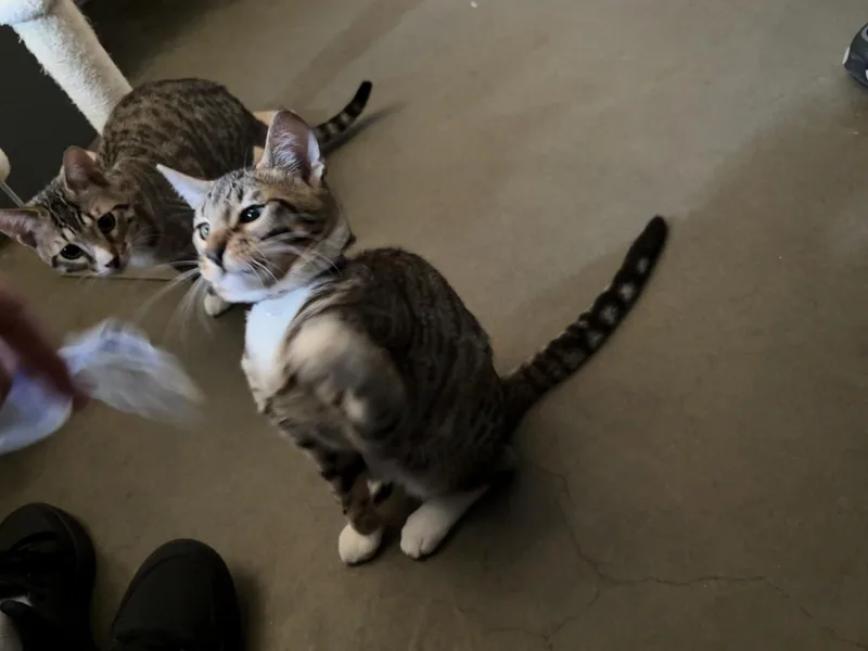 A young medium-sized male Domestic Short Hair cat named Fanta for adoption in Rochester, WA