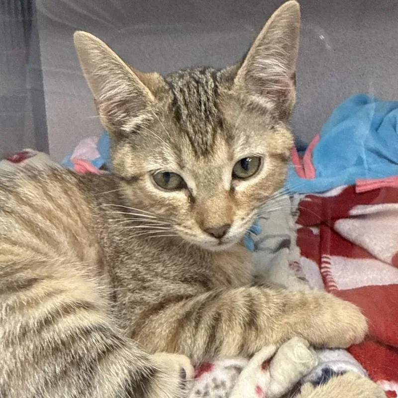 A baby small-sized female Torbie Domestic Short Hair cat named Dirt Pile for adoption in Evansville, IN