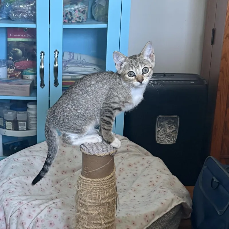 A baby medium-sized female Domestic Short Hair cat named Prim for adoption in Warwick, RI