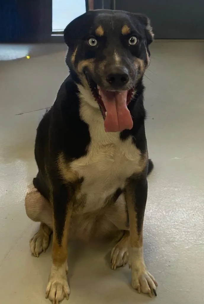 Wrangler thumbnail 2