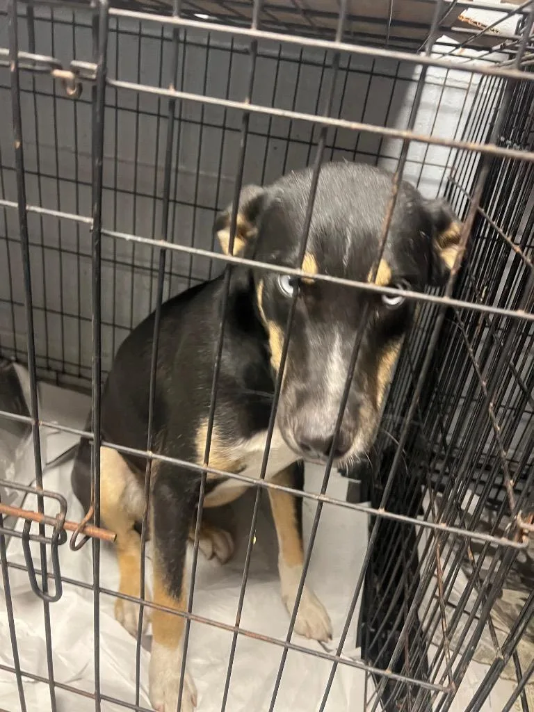 Wrangler thumbnail 3