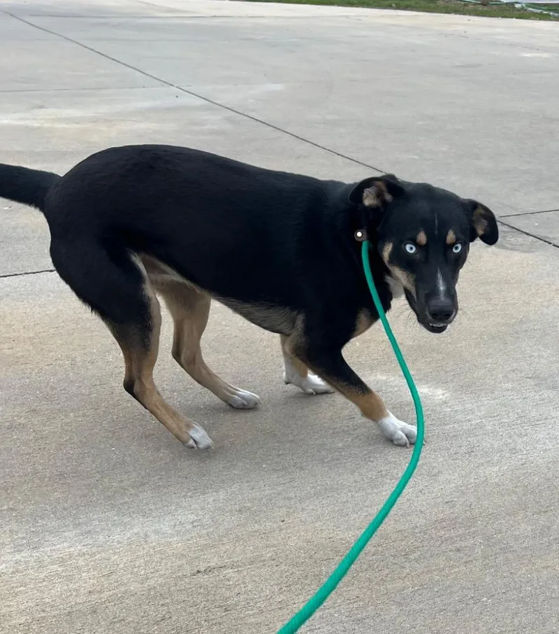 Wrangler thumbnail 4