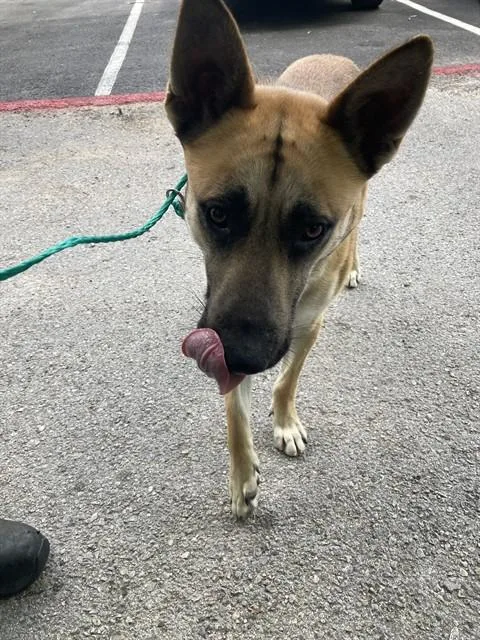 An adult large-sized male Mixed Breed dog named Samuel for adoption in Dallas, TX