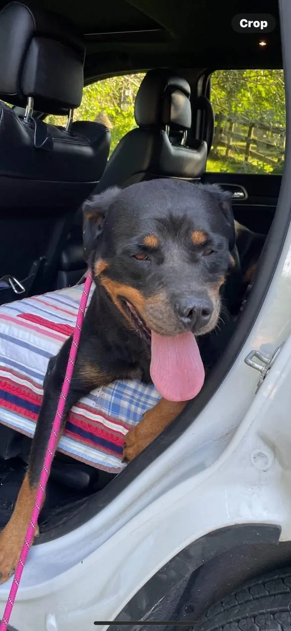 An adult large-sized female Rottweiler dog named Maya for adoption in Lincoln University, PA