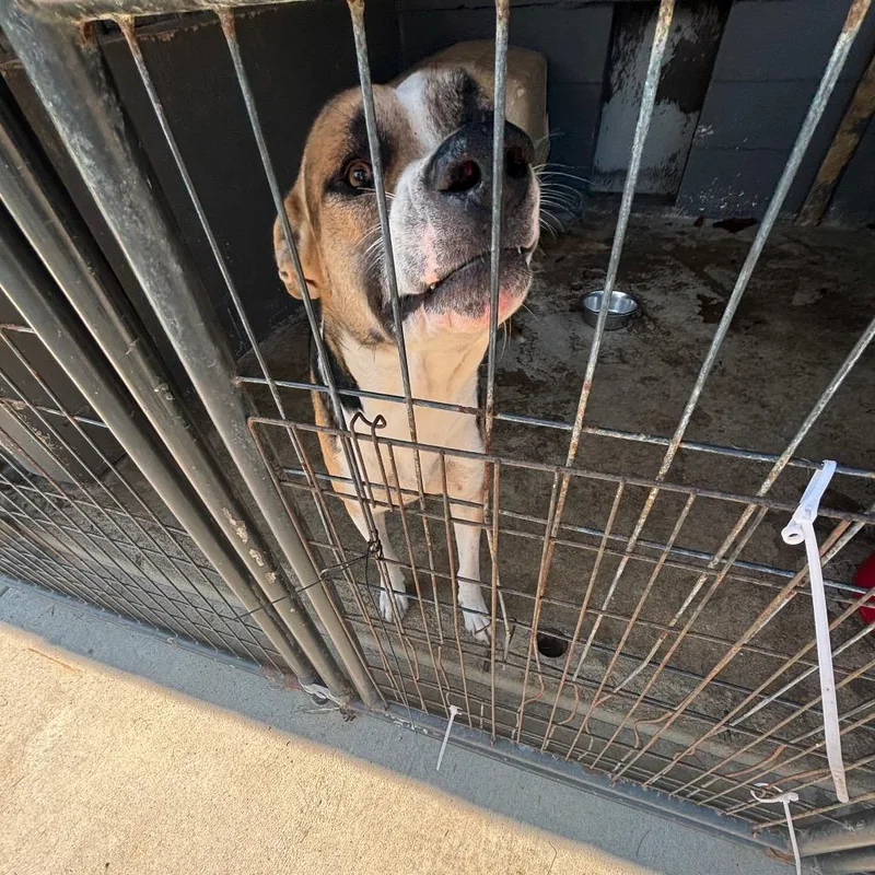 A young medium-sized male Shepherd dog named Smiley for adoption in Clanton, AL
