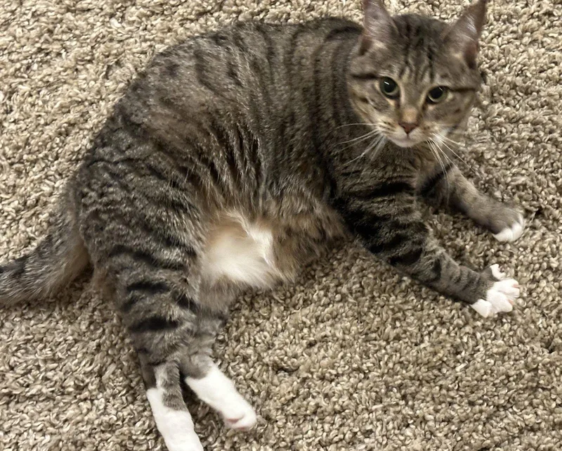 Fawn Willow Grove
