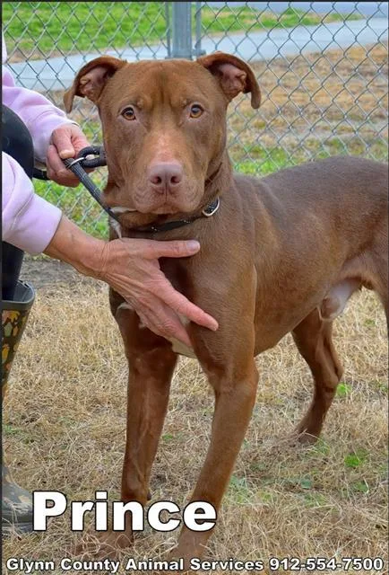 An adult medium-sized male Pit Bull Terrier dog named Prince for adoption in Brunswick, GA