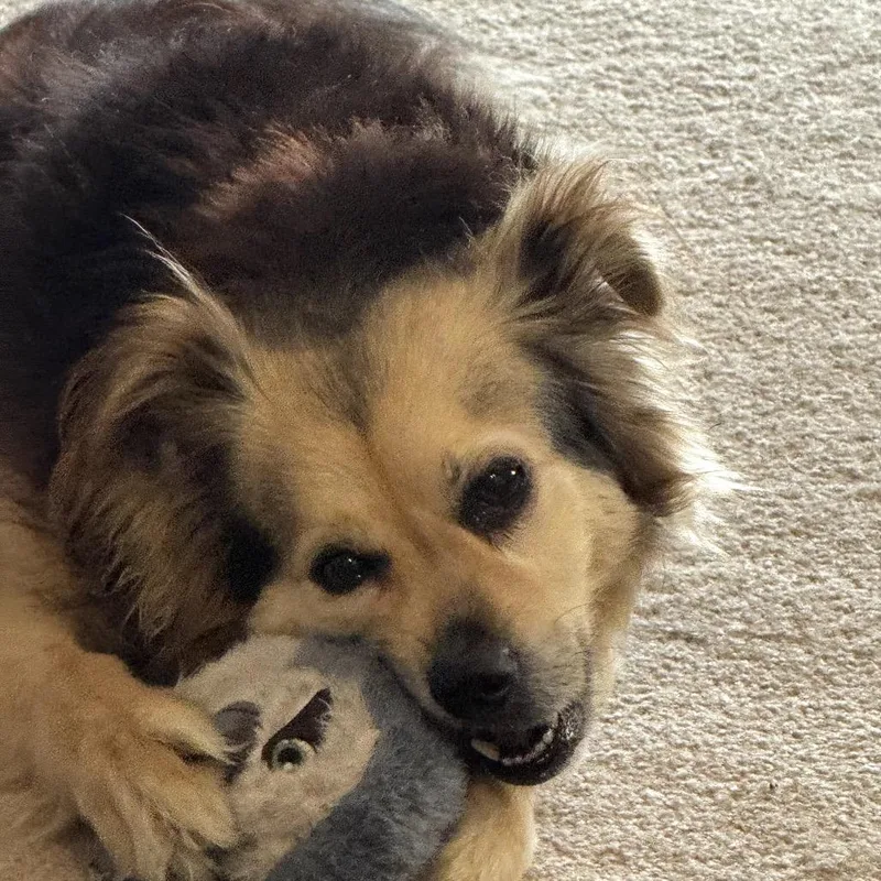 A senior small-sized male Black Papillon dog named Mugsy for adoption in Northbrook, IL