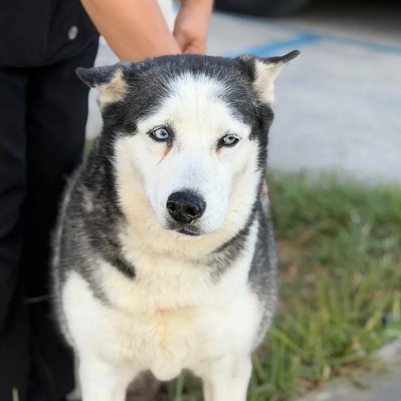 An adult small-sized female Gray / Blue / Silver Husky dog named Aurora for adoption in Oceanside, CA