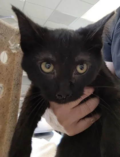 A young medium-sized female Domestic Short Hair cat named Furball for adoption in Lafayette, IN