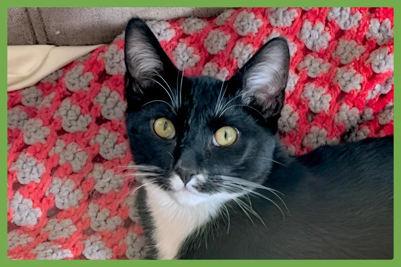 A baby medium-sized male Domestic Short Hair cat named Dennis for adoption in Amherst, MA