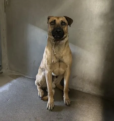 A young large-sized male German Shepherd Dog dog named Bond for adoption in San Bernardino, CA
