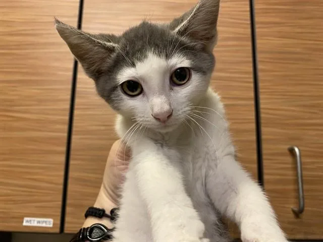 A baby small-sized male Domestic Short Hair cat named Mario for adoption in Modesto, CA